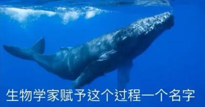 抖音当鲸鱼在海洋中死去故事完整版
