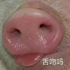 舌吻吗一只猪的表情包